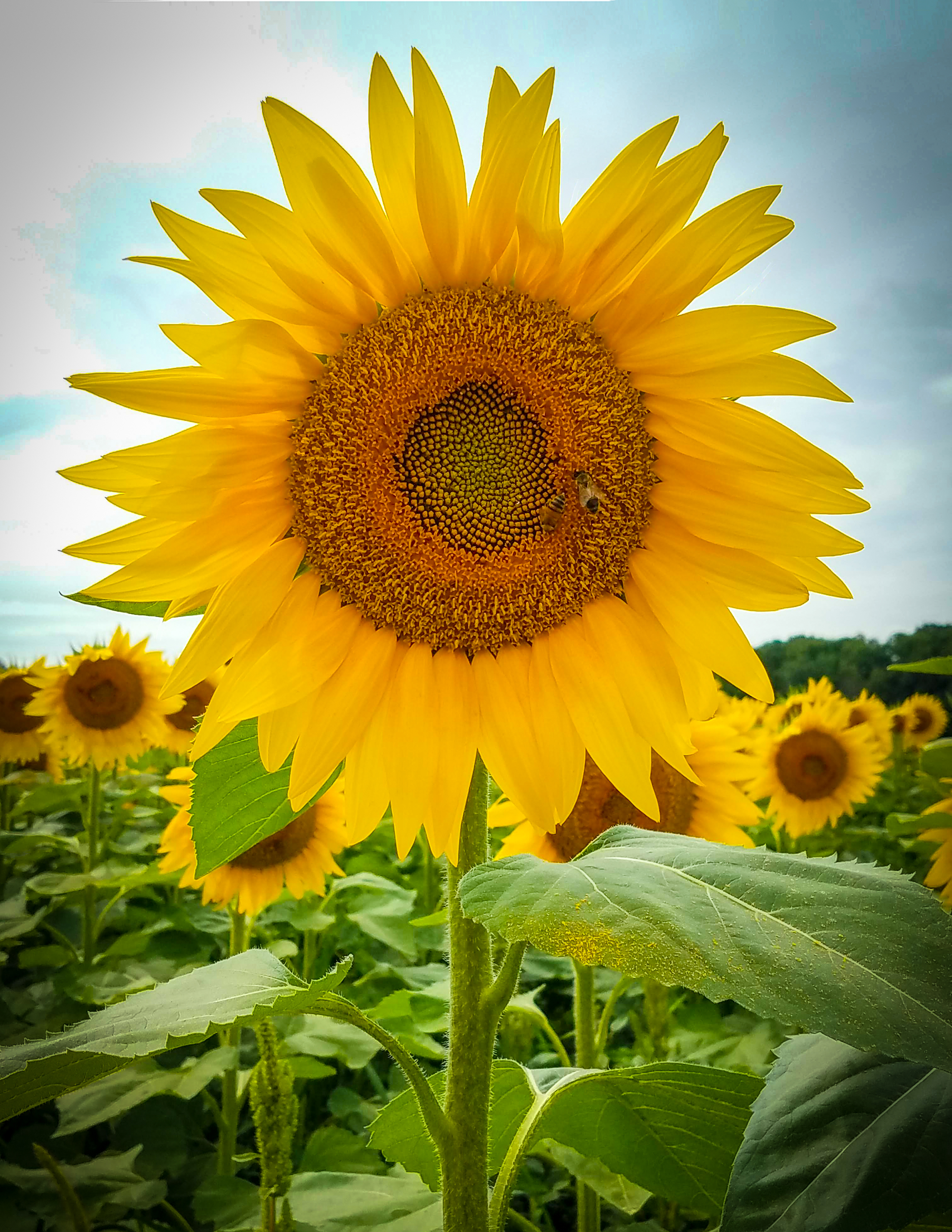 Sunflower Field