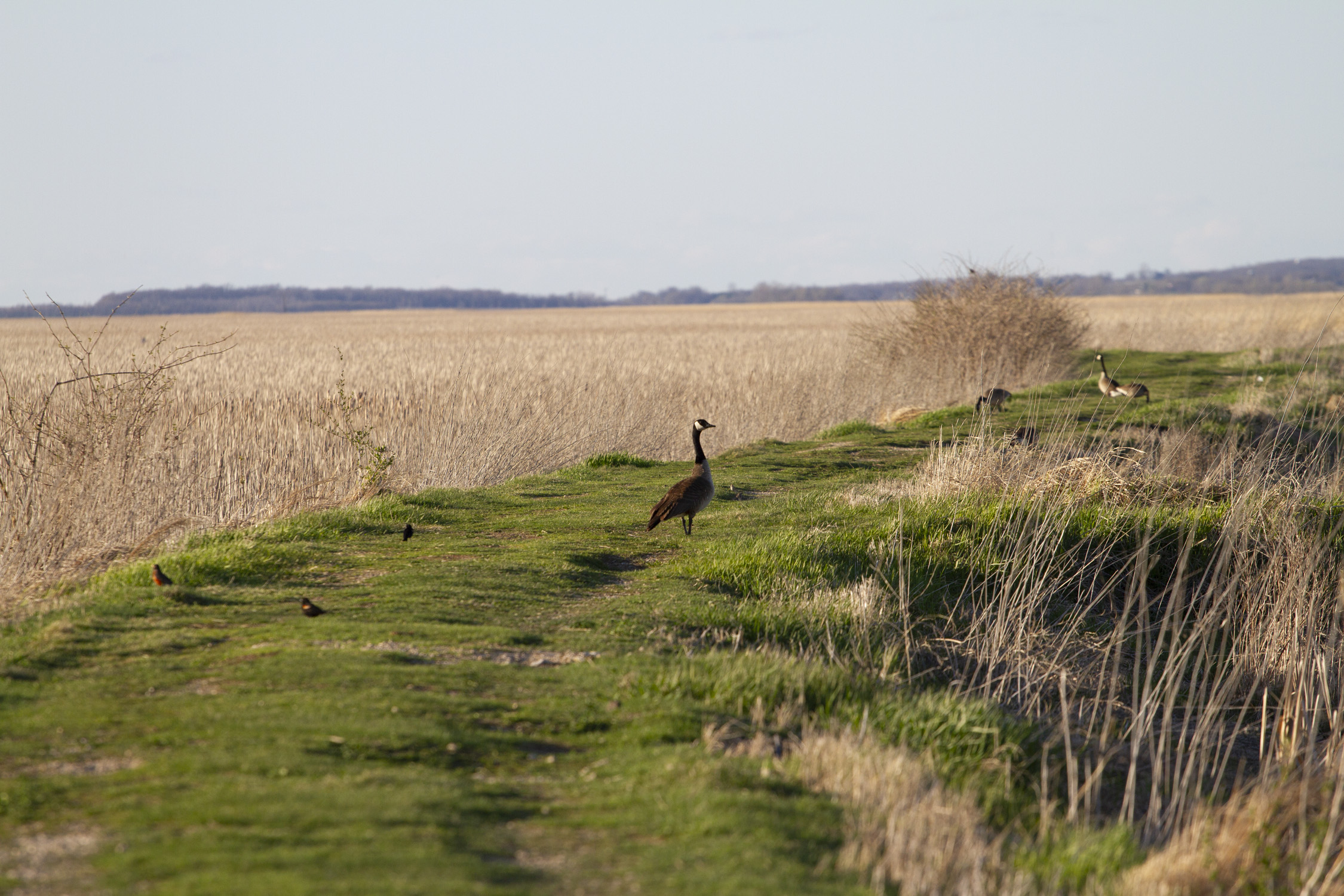 Horicon Marsh National Wildlife Refuge